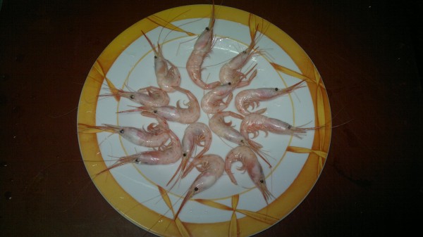 Quisquilla